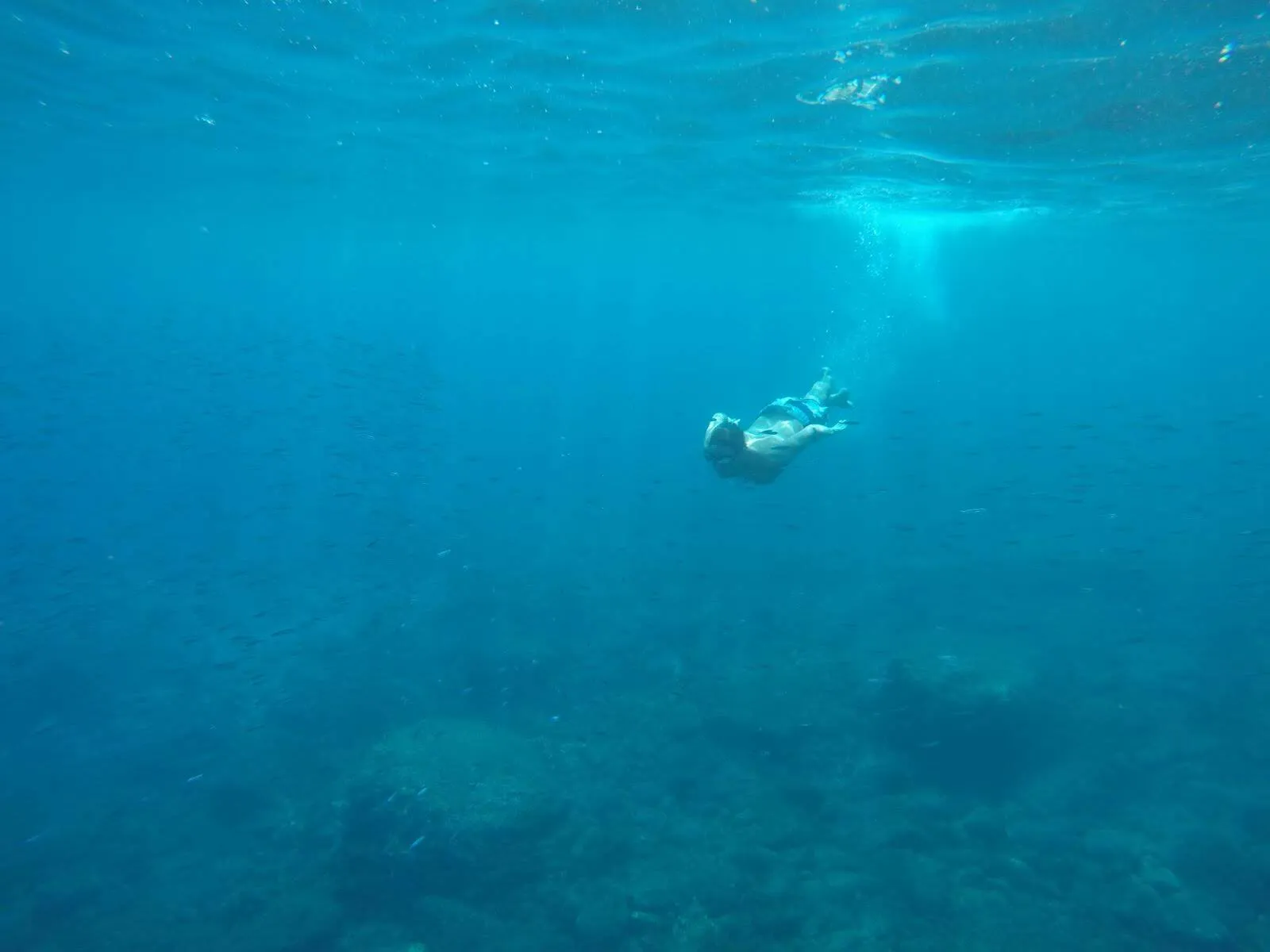 Swimmer in open water surrounded by a school of small fish off Madeira